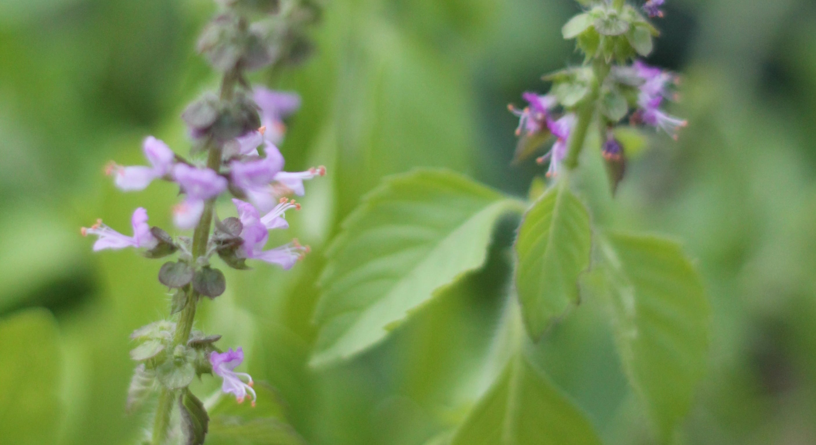 Organic Holy Basil Tulsi Ocumum sanctum Sustainable Canadian