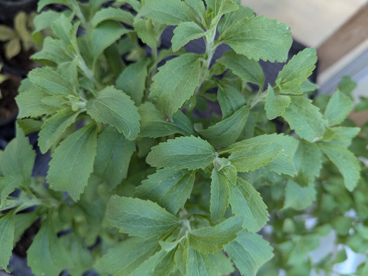 Organic Stevia, Sustainable Farm Grown Herbs