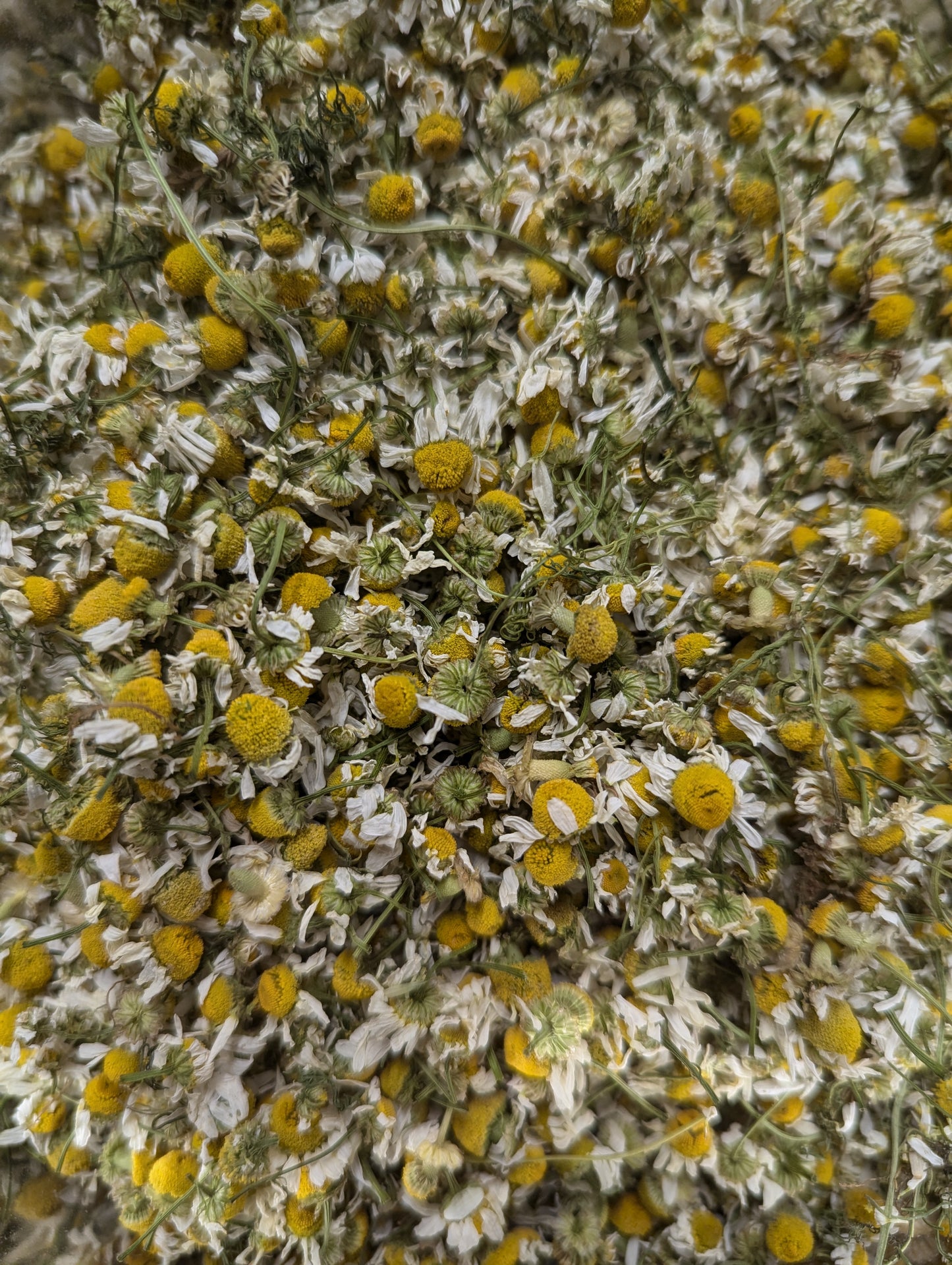 Organic Chamomile, Matricaria chamomilla, Sustainable Farm Grown Herb Medicine