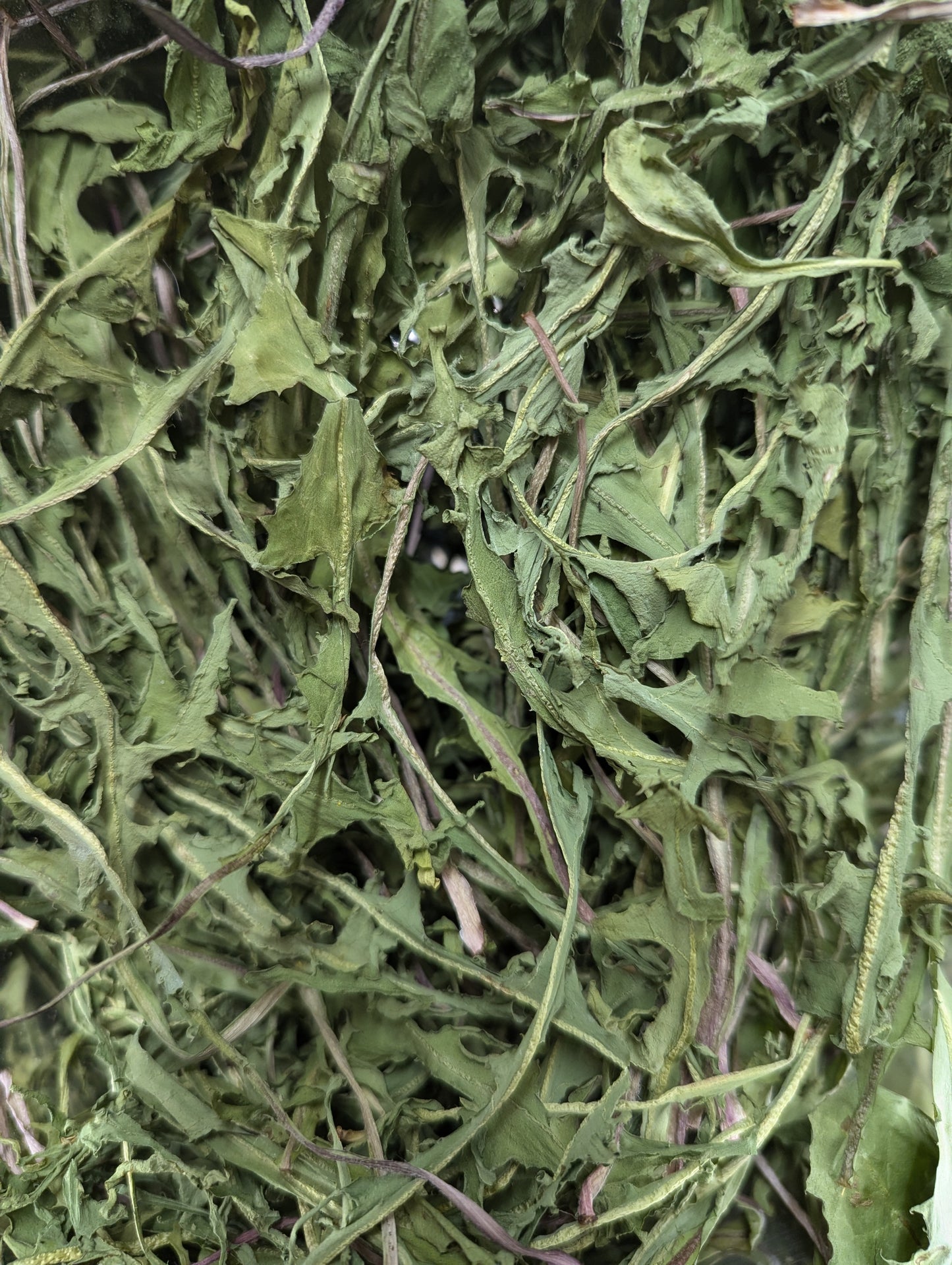 Organic Dandelion Leaves, Taraxacum officinale, Sustainable Farm Grown Herbs