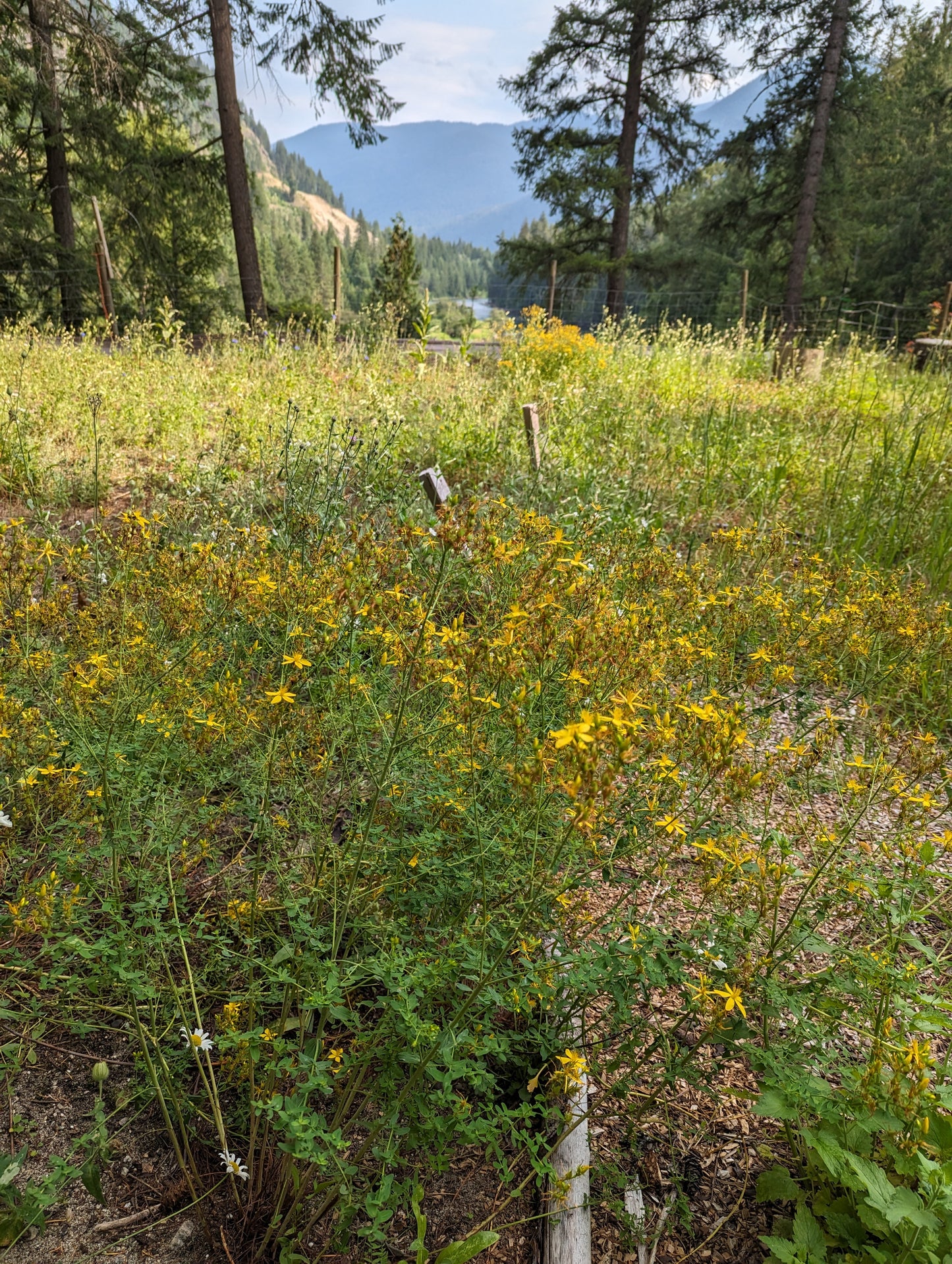 Organic St John's Wort, Hypericum perforatum, Sustainable Canadian Farm Grown Herbs