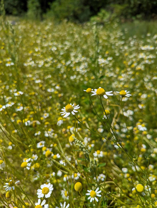 Organic Chamomile, Matricaria chamomilla, Sustainable Farm Grown Herb Medicine