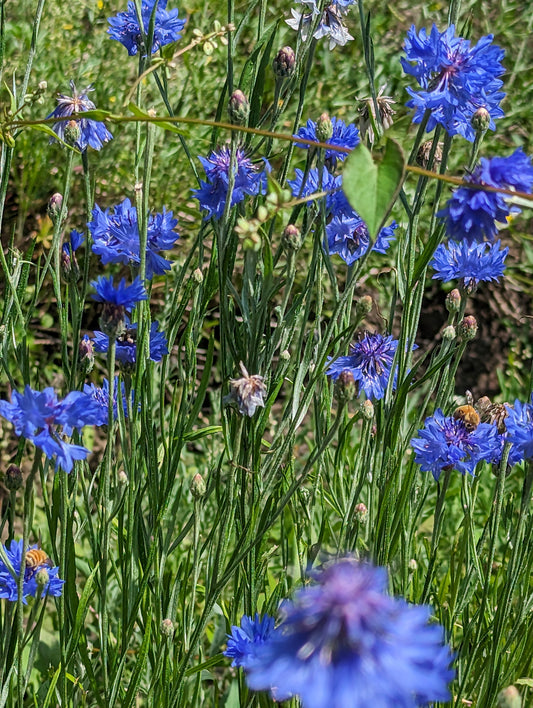 Organic Cornflower, Centaurea cyanus, Sustainable Canadian Farm Dried Herbs