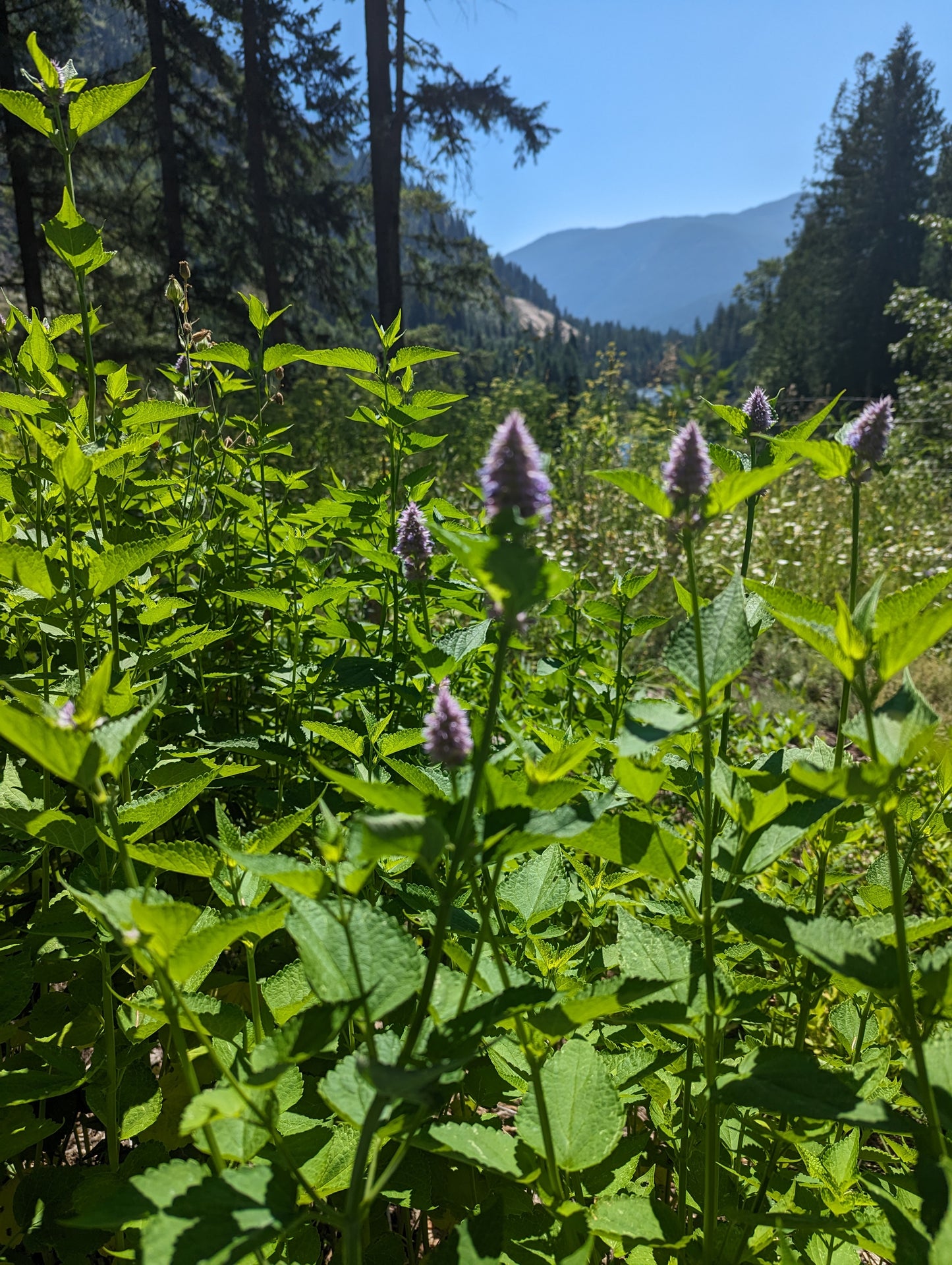 Organic Anise Hyssop Leaves, Agastache foeniculum, Sustainable Farm Grown Herb Medicine