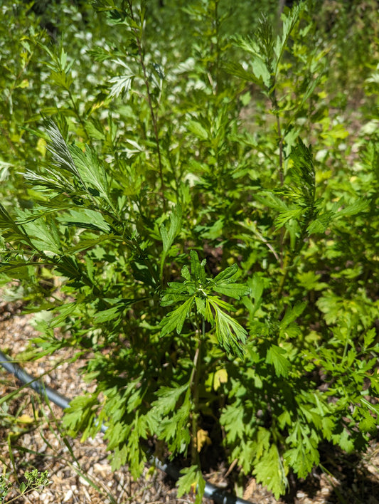 Organic Mugwort, Artemisia vulgaris, Sustainable Canadian Farm Grown Herbs