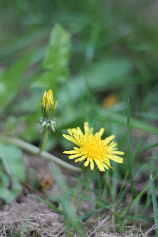 Organic Dandelion Flowers, Taraxacum officinale, Sustainable Canadian Farm Grown Herbs