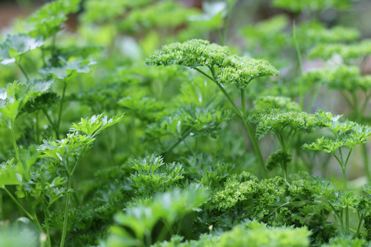 Organic Parsley, Sustainable Farm Grown Herbs