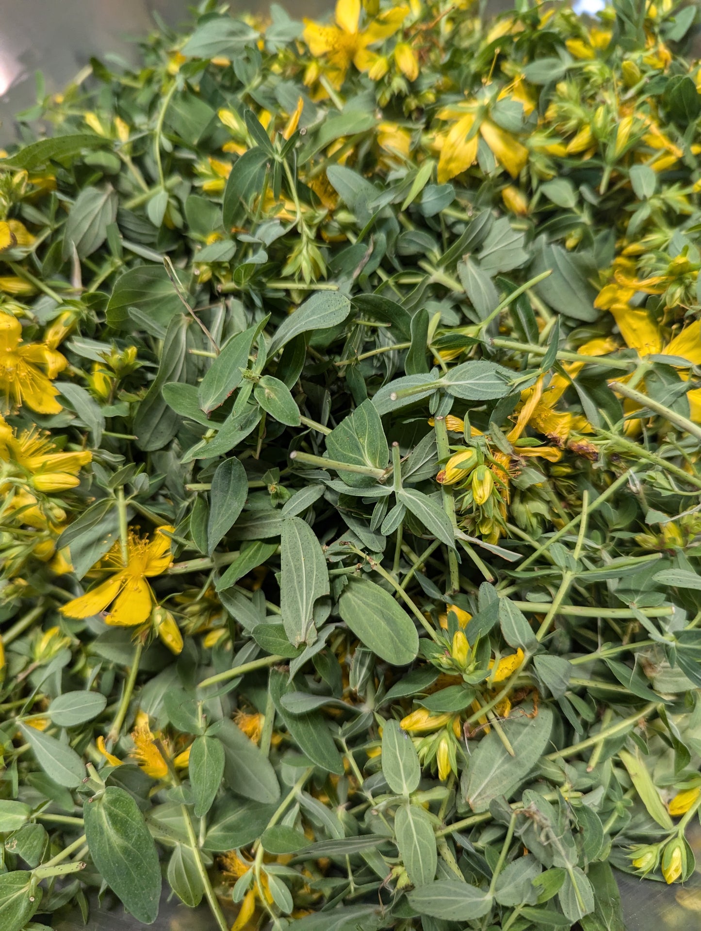 Organic St John's Wort, Hypericum perforatum, Sustainable Canadian Farm Grown Herbs