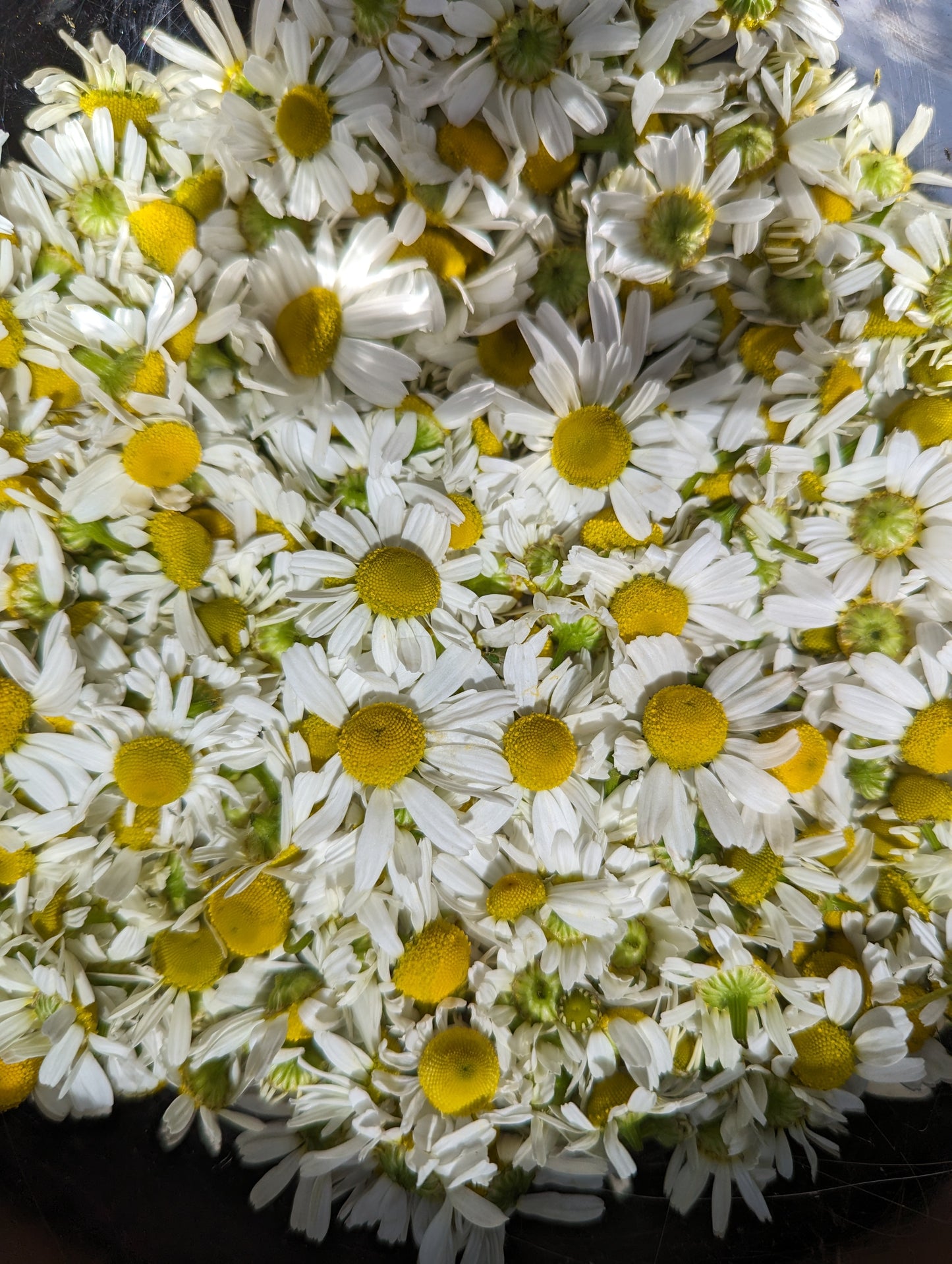 Organic Chamomile, Matricaria chamomilla, Sustainable Farm Grown Herb Medicine