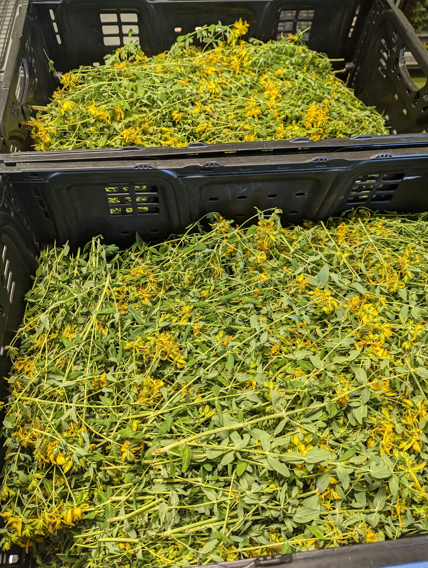 Organic St John's Wort, Hypericum perforatum, Sustainable Canadian Farm Grown Herbs