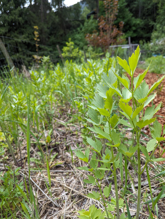 Organic Lovage, Levisticum officinale, Sustainable Canadian Farm Grown,