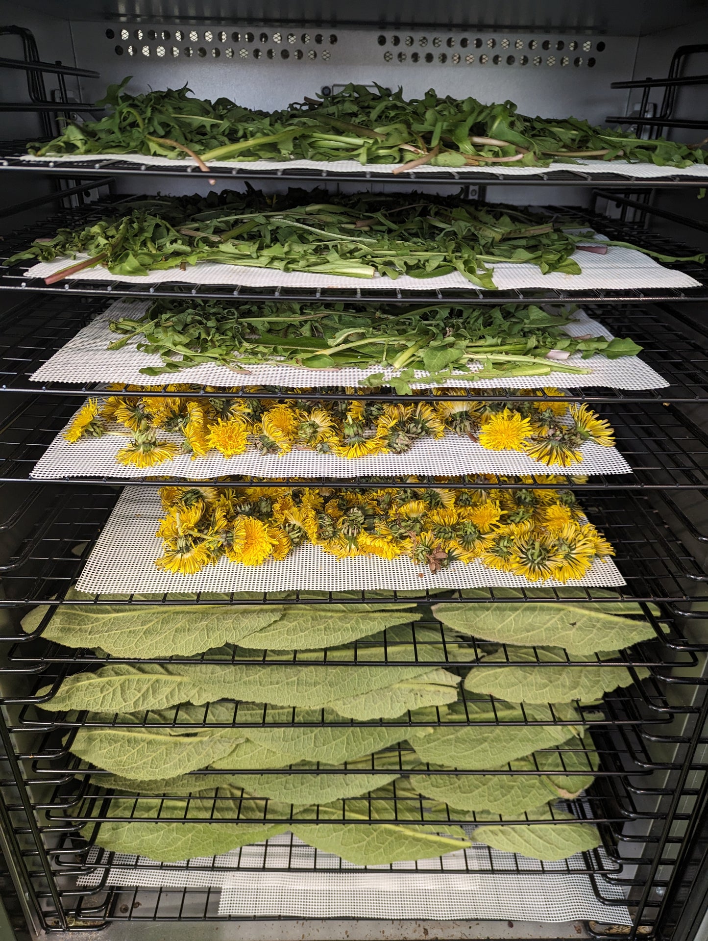 Organic Dandelion Leaves, Taraxacum officinale, Sustainable Farm Grown Herbs