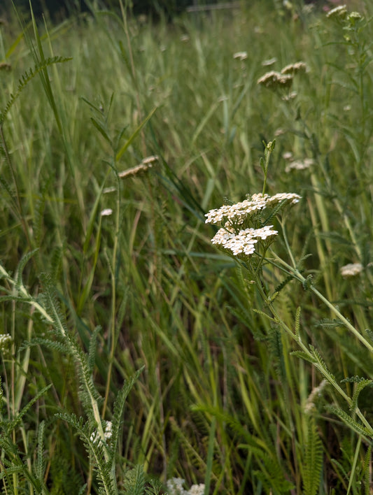 Organic Yarrow, Achillea millefolium, Sustainable Canadian Farm Grown Medicine