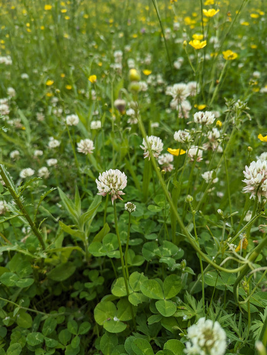 Organic White Clover, Trifolium repens, Sustainable Canadian Farm Grown Dried Herb