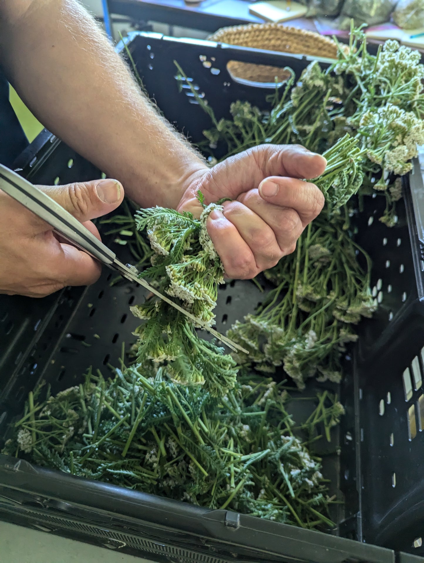 Organic Yarrow, Achillea millefolium, Sustainable Canadian Farm Grown Medicine