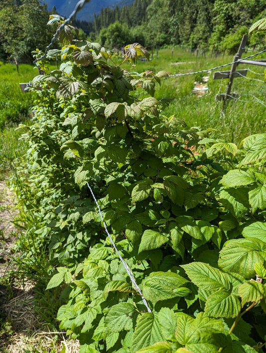 Organic Red Raspberry Leaf, Rubis idaeus, Sustainable Farm Grown Herbs