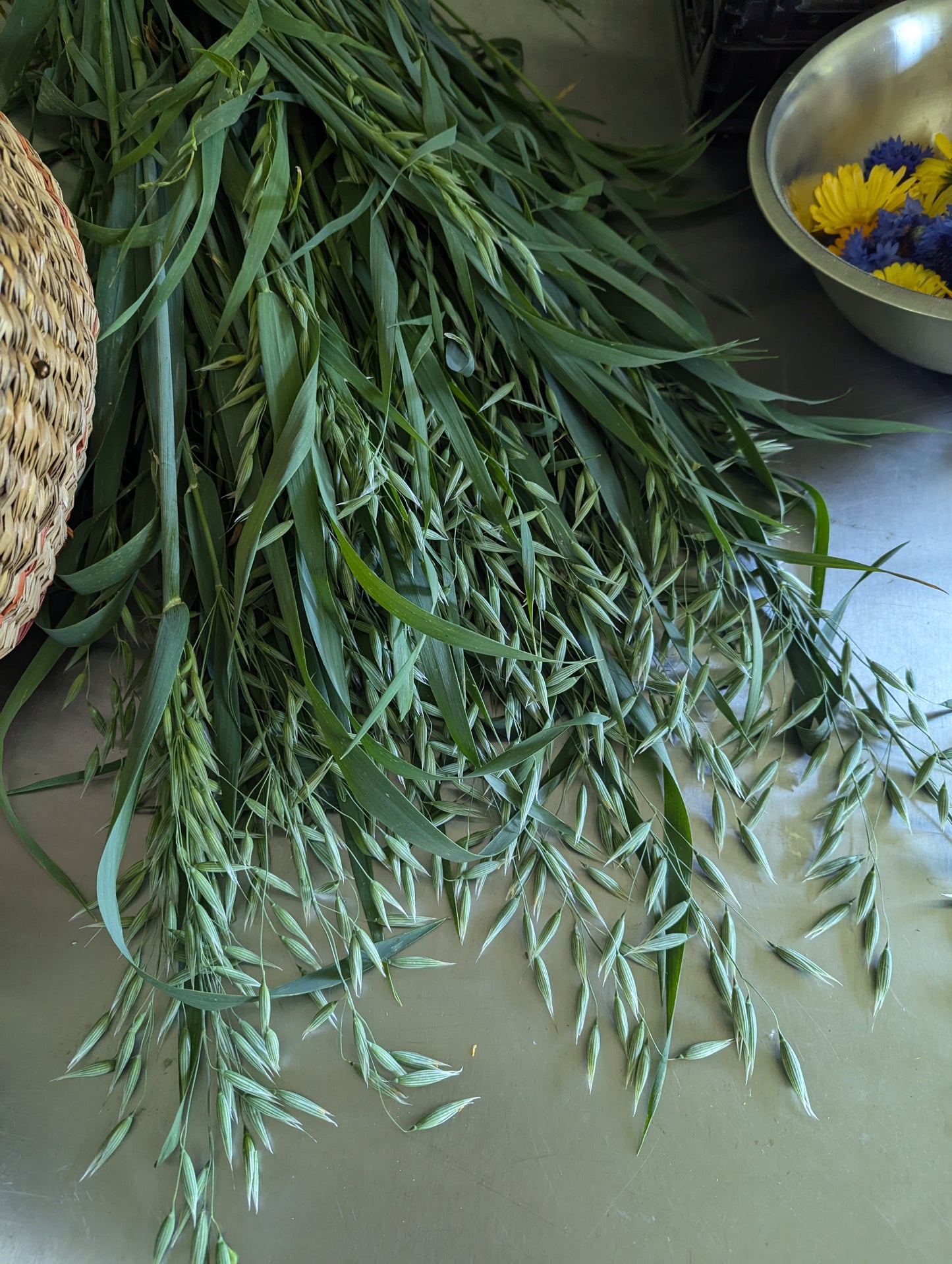 Organic Milky Oat Tops, Avena sativa, Sustainable Canadian Farm Grown Herbs