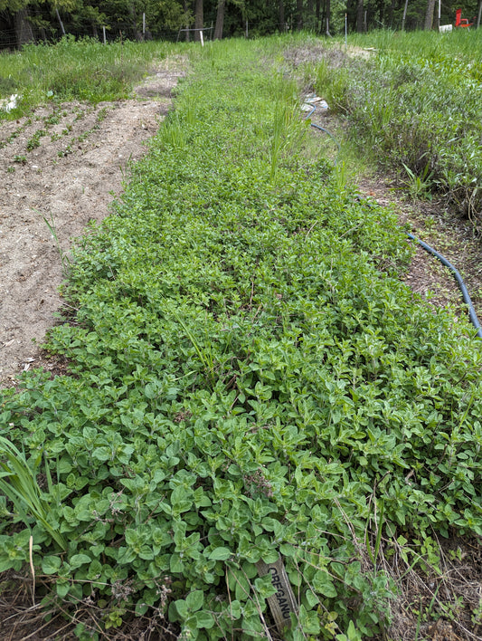 Organic Greek Oregano, Origanum vulgare, Sustainable Farm Grown Herbs