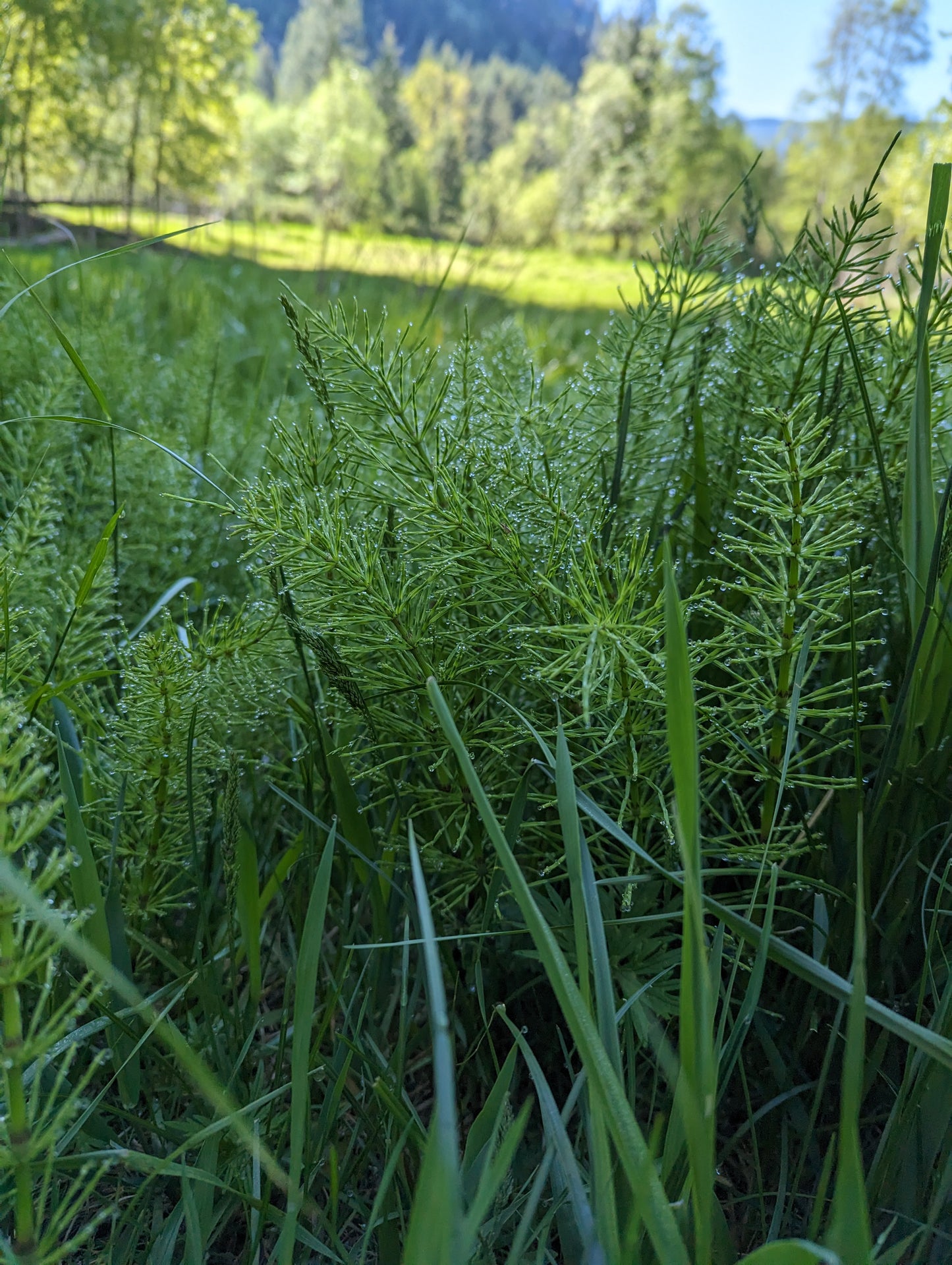 Organic Horsetail, Equisetum arvense, Sustainable Canadian Farm Grown Herb Medicine