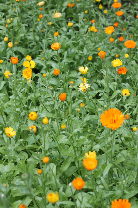 Organic Calendula, Calendula officinalis, Sustainable Canadian Farm Grown Herbs