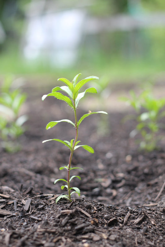 Organic Mexican Tarragon, Tagetes lucida, Sustainable Farm Grown Herbs