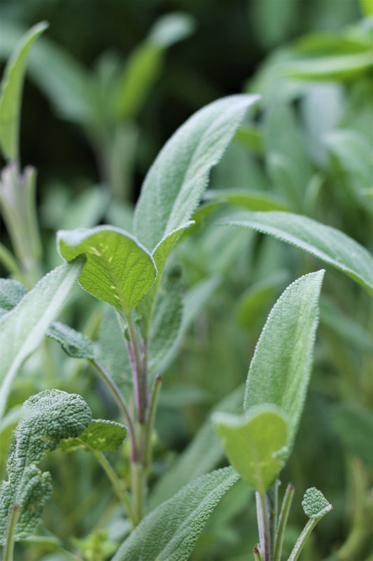 Organic Sage, Salvia officinalis, Sustainable Farm Grown Herb Medicine Culinary